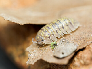 Isopode Armadillidium ameglioi (Armadillidium ameglioi), portrait macro sur écorce – cloporte terrestre de la famille des Armadillidiidae