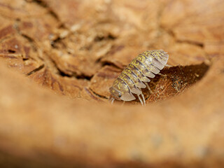 Isopode Armadillidium ameglioi (Armadillidium ameglioi), portrait macro sur écorce – cloporte terrestre de la famille des Armadillidiidae