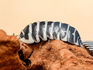 Isopode Armadillidium granulatum “zebra” (Armadillidium granulatum), portrait macro détaillé du cloporte terrestre zébré – Crustacé Isopoda, Armadillidiidae