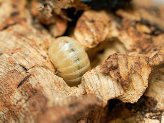 Isopode Armadillidium vulgare “T-albinos” (Armadillidium vulgare), macro du cloporte translucide – morphologie claire et comportement cryptique en milieu forestier