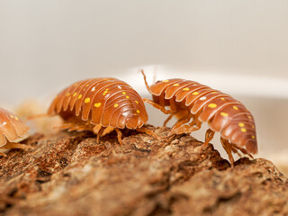 Isopode Armadillidium frontetriangulum “Corfu Orange” (Armadillidium frontetriangulum), macro du cloporte orange aux taches jaunes – Crustacé Isopoda, Armadillidiidae