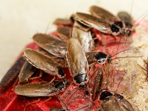 Blatte Dubia Blaptica dubia (Blattodea, Blaberidae) &ndash; macro naturaliste de blattes en activit&eacute; sur nourriture et substrat