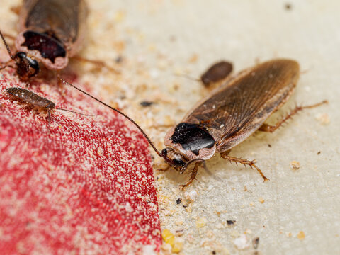 Blatte Dubia Blaptica dubia (Blattodea, Blaberidae) &ndash; macro naturaliste de blattes en activit&eacute; sur nourriture et substrat