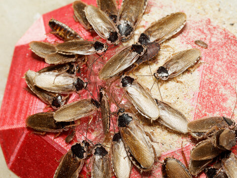 Blatte Dubia Blaptica dubia (Blattodea, Blaberidae) &ndash; macro naturaliste de blattes en activit&eacute; sur nourriture et substrat