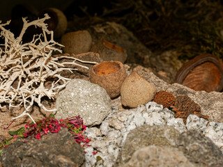 Gousses de Sterculia vidées et séchées, utilisées comme cachettes ou éléments décoratifs en...