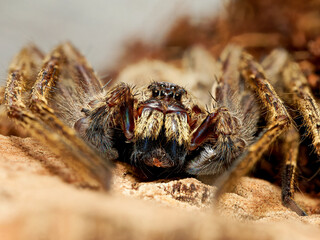 Araignée Hogna maderiana – macro de la lycose géante de Madère, détail des chélicères, des yeux et des pattes annelées