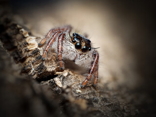 Araignée sauteuse Hyllus diardi – macro de la saltique asiatique, détail des yeux, des soies blanches et des pattes rousses
