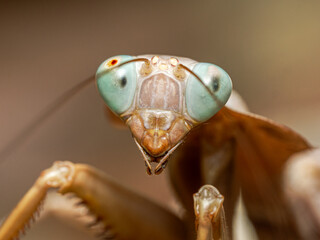Mante Hierodula fraîchement muée – macro de mante beige rosée aux yeux translucides, raptoria relevées, portrait naturaliste