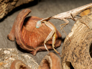 Mante Hierodula fraîchement muée – macro de mante beige rosée aux yeux translucides, raptoria relevées, portrait naturaliste