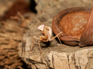 Mante juvénile (Mantodea) en terrarium, gros plan macro d’un insecte prédateur aux yeux proéminents observant son environnement