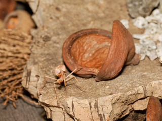 Mante juvénile (Mantodea) en terrarium, gros plan macro d’un insecte prédateur aux yeux proéminents observant son environnement
