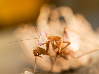 Mante juvénile (Mantodea) en terrarium, gros plan macro d’un insecte prédateur aux yeux proéminents observant son environnement