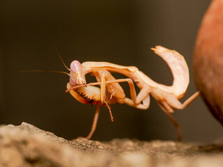 Mante juv&eacute;nile (Mantodea) en terrarium, gros plan macro d&rsquo;un insecte pr&eacute;dateur aux yeux pro&eacute;minents observant son environnement