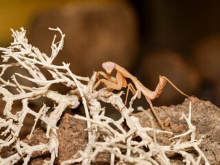 Mante juvénile (Mantodea) en terrarium, gros plan macro d’un insecte prédateur aux yeux proéminents observant son environnement