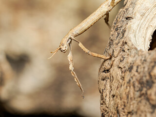 Phasme manga (Sungaya inexpectata), phasme épineux camouflé sur substrat minéral en terrarium, gros plan naturaliste