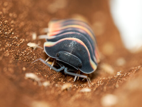 Isopode Merulanella sp. &ldquo;Ember Bee&rdquo; &ndash; macro du cloporte exotique &agrave; bande jaune et pattes claires, d&eacute;tail naturaliste