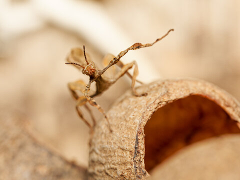 Phasme scorpion (Extatosoma tiaratum), insecte feuille mim&eacute;tique en terrarium, gros plan sur un phasme &eacute;pineux camoufl&eacute;