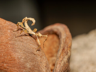 Phasme scorpion (Extatosoma tiaratum), insecte feuille mimétique en terrarium, gros plan sur un phasme épineux camouflé