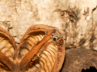 Phidippus regius en élevage – Araignée sauteuse (Salticidae) en macro sur supports naturels