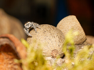 Phidippus regius en élevage – Araignée sauteuse (Salticidae) en macro sur supports naturels