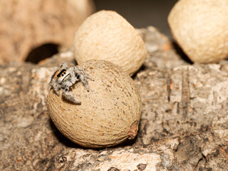 Phidippus regius en élevage – Araignée sauteuse (Salticidae) en macro sur supports naturels