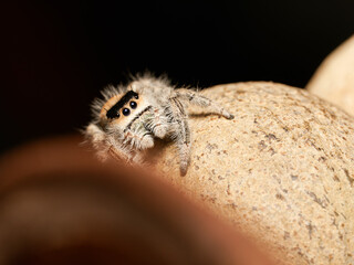 Phidippus regius en élevage – Araignée sauteuse (Salticidae) en macro sur supports naturels