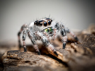 Phidippus regius en élevage – Araignée sauteuse (Salticidae) en macro sur supports naturels