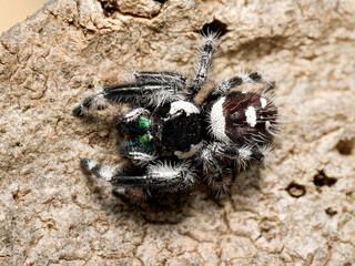 Phidippus regius en élevage – Araignée sauteuse (Salticidae) en macro sur supports naturels