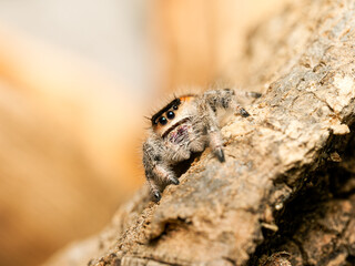 Phidippus regius en élevage – Araignée sauteuse (Salticidae) en macro sur supports naturels