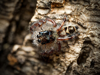 Hyllus diardi juvénile – Araignée sauteuse (Salticidae) en macro sur écorce
