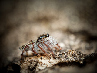 Hyllus diardi juvénile – Araignée sauteuse (Salticidae) en macro sur écorce
