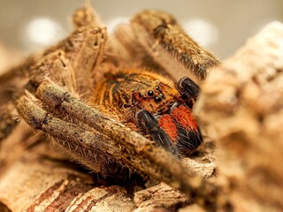 Piloctenus haematostoma – macro d’une araignée Ctenidae aux chélicères rouges
