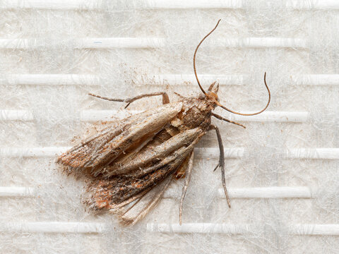 Plodia interpunctella &ndash; macro d&rsquo;une teigne alimentaire adulte (Indian meal moth) sur surface claire