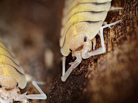 Porcellio bolivari &ndash; macro naturaliste d&rsquo;un cloporte terrestre jaune marbr&eacute; sur &eacute;corce