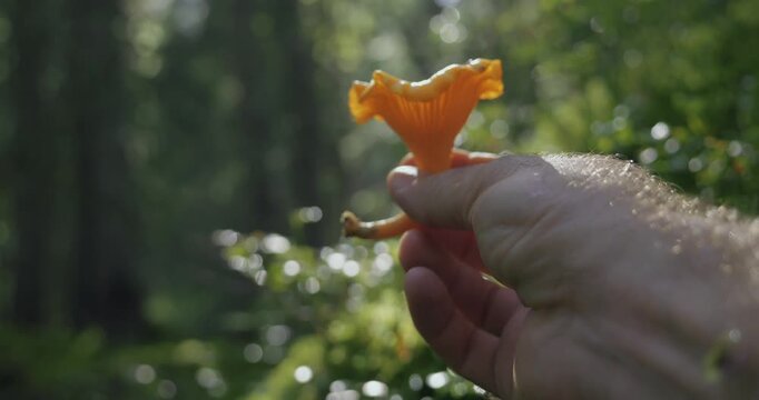 Chanterelle cueilli dans la main