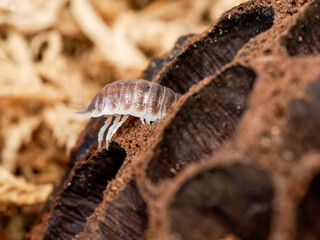 Porcellio hoffmannseggi – cloporte terrestre dans cavités de liège, macro naturaliste d’un isopode du sol