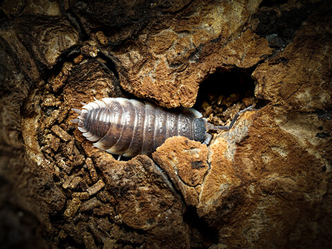 Porcellio hoffmannseggi &ndash; cloporte terrestre dans cavit&eacute;s de li&egrave;ge, macro naturaliste d&rsquo;un isopode du sol