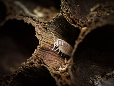 Porcellio hoffmannseggi &ndash; cloporte terrestre dans cavit&eacute;s de li&egrave;ge, macro naturaliste d&rsquo;un isopode du sol