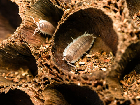 Porcellio hoffmannseggi &ndash; cloporte terrestre dans cavit&eacute;s de li&egrave;ge, macro naturaliste d&rsquo;un isopode du sol