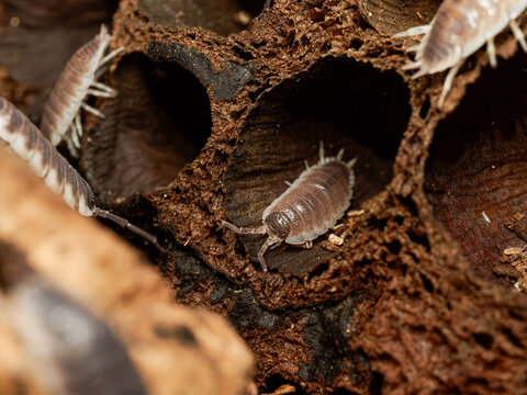 Porcellio hoffmannseggi &ndash; cloporte terrestre dans cavit&eacute;s de li&egrave;ge, macro naturaliste d&rsquo;un isopode du sol