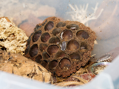Porcellio hoffmannseggi &ndash; cloporte terrestre dans cavit&eacute;s de li&egrave;ge, macro naturaliste d&rsquo;un isopode du sol