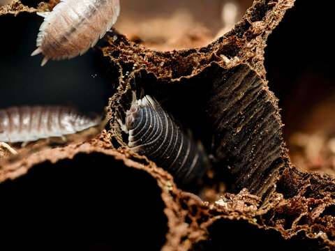 Porcellio hoffmannseggi &ndash; cloporte terrestre dans cavit&eacute;s de li&egrave;ge, macro naturaliste d&rsquo;un isopode du sol
