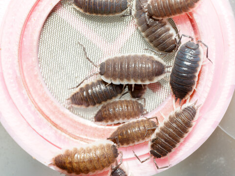 Porcellio hoffmannseggi &ndash; cloporte terrestre dans cavit&eacute;s de li&egrave;ge, macro naturaliste d&rsquo;un isopode du sol