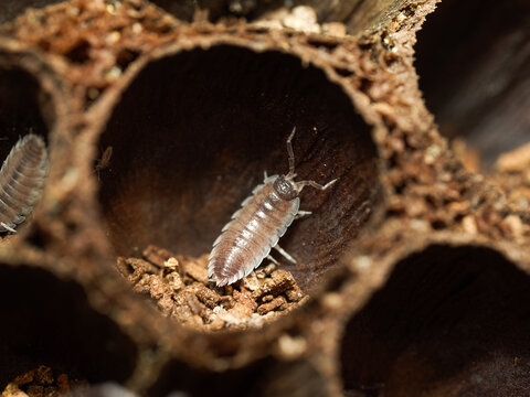 Porcellio hoffmannseggi &ndash; cloporte terrestre dans cavit&eacute;s de li&egrave;ge, macro naturaliste d&rsquo;un isopode du sol