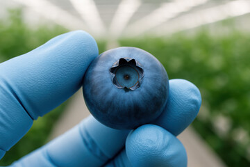 Blueberry close-up: A single, plump blueberry is held delicately in gloved fingers against a backdrop of indoor agriculture, showcasing its vibrant color and intricate texture.