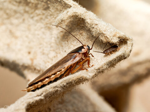 Cafards Phoetalia pallida &ndash; adultes et juv&eacute;niles sur support alimentaire, macro naturaliste d&rsquo;un groupe en activit&eacute;
