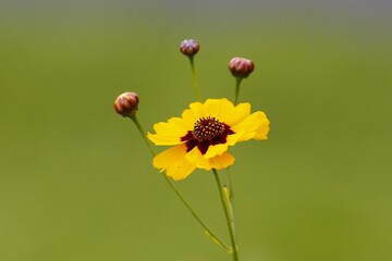 komos pierzasty © Pawel Zabczyk