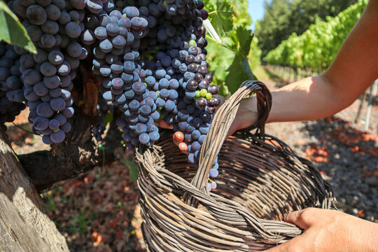 Vineyard with red wine grapes before harvest in a winery near Etna area, organic farming wine production in Sicily, Italy Europe