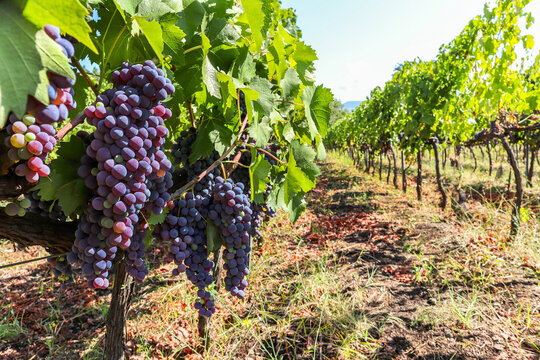 Vineyard with red wine grapes before harvest in a winery near Etna area, organic farming wine production in Sicily, Italy Europe
