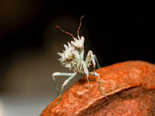Mante fleur africaine – Pseudocreobotra lestoni sur support naturel, macro détaillée d’un juvénile en posture defensive